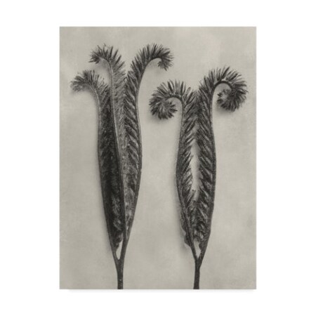 Trademark Fine Art Karl Blossfeldt 'Ua Ch Blossfeldt Botanical Ii' Canvas Art, 18x24 WAG07915-C1824GG